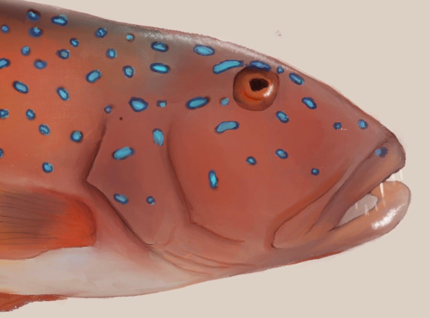 Coral Reef Trout