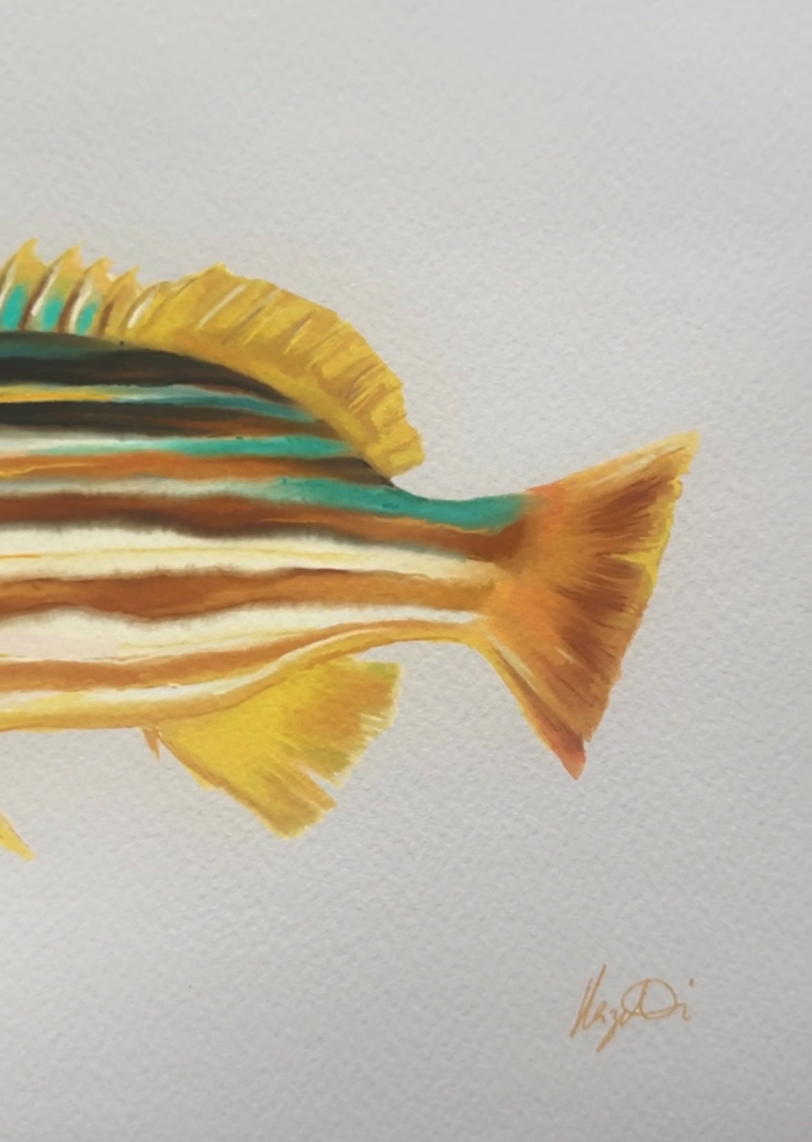 Stripy Snapper Fish