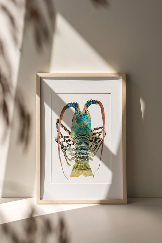 Turquoise Crayfish