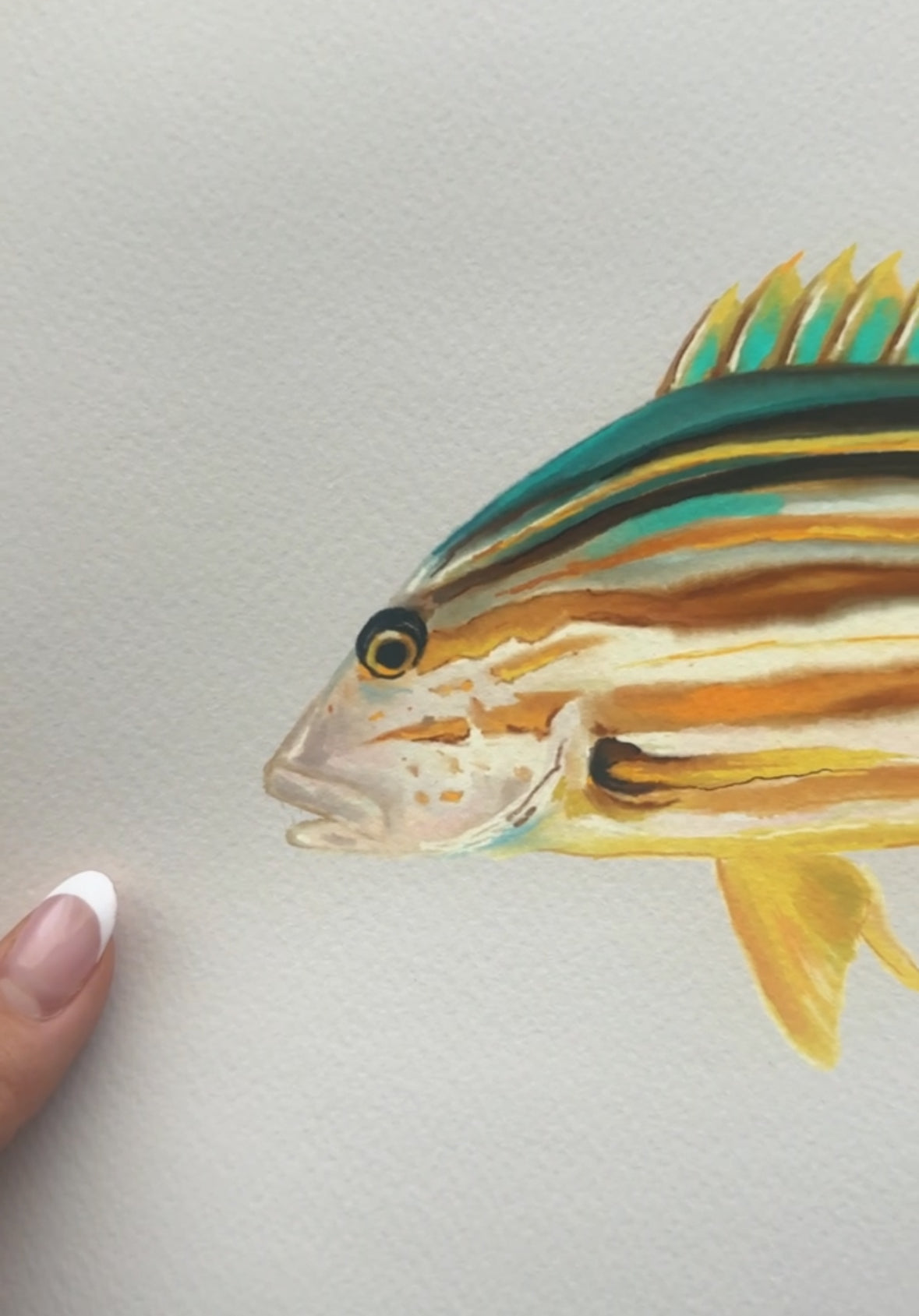 Stripy Snapper Fish