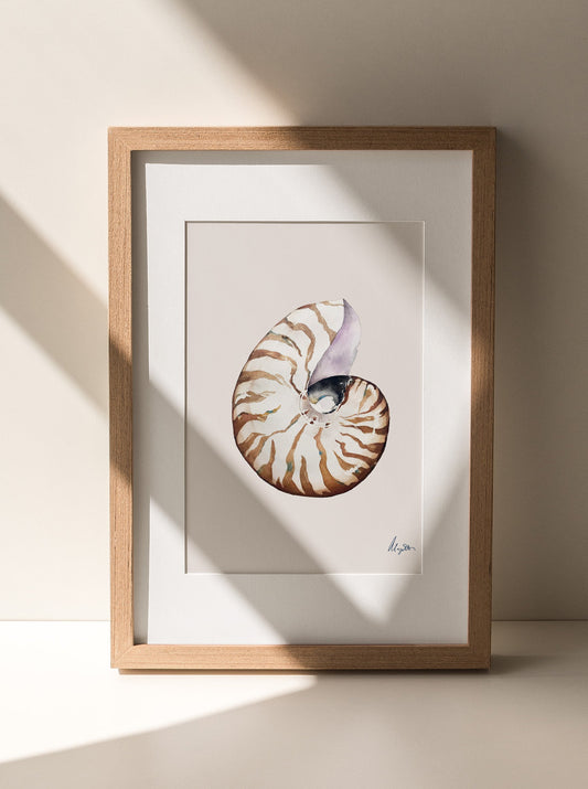 Nautilus Shell