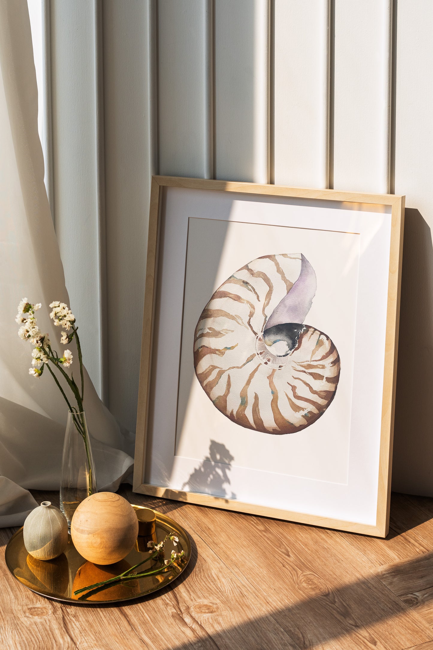 Nautilus Shell