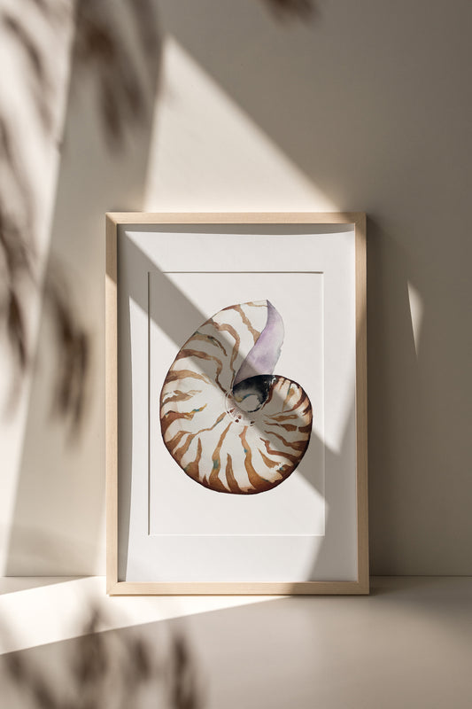 Nautilus Shell