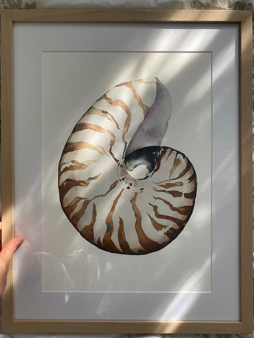 Nautilus Shell